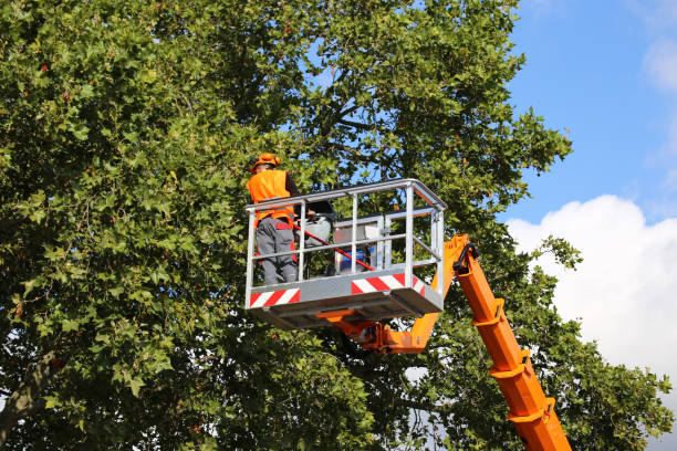 Chatham, IL Tree Service Company